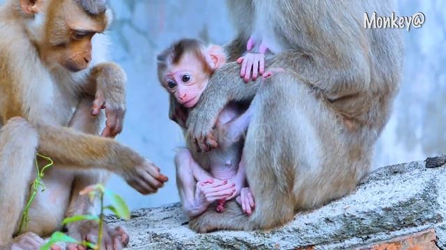 So cute..! The monkey Jutta is want to play with the cute baby Robert so much, she tries to... смотреть онлайн