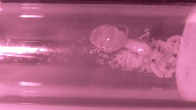 COCDESHIJIE-Myrmecocystus mexicanus live stream 24/7 смотреть онлайн