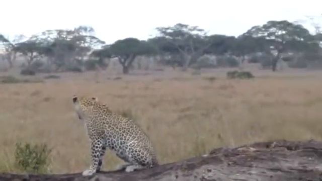 Mama Leopard in the Serengeti смотреть онлайн