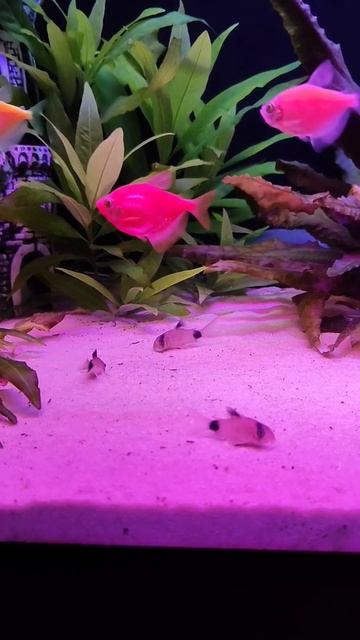 🐼 Коридорас 🐠 Тернеция смотреть онлайн