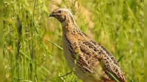 беданабедана сайраши گندم کی شکار کے لئے بٹیروں کی سپیشل زبردست آواز