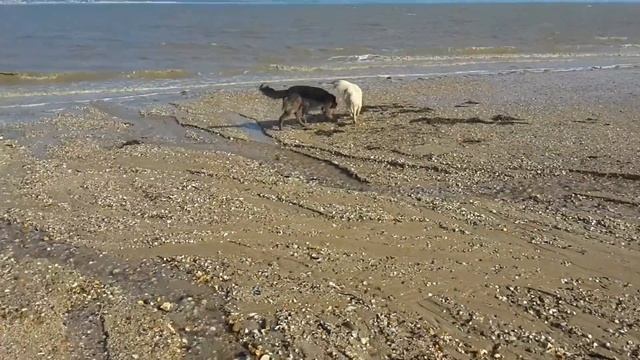 Freya. Bradwell on Sea beach with Carina, Roxy and Poppy смотреть онлайн