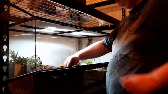 Setting up a Black Rat Snake Bioactive смотреть онлайн