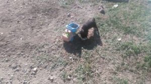 Щенячий патруль.  пёсики щенки