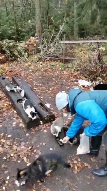 В МЕНЮ КУРИНЫЕ ЛАПКИ // КОТИКАМ ПОНРАВИЛИСЬ 😁 смотреть онлайн
