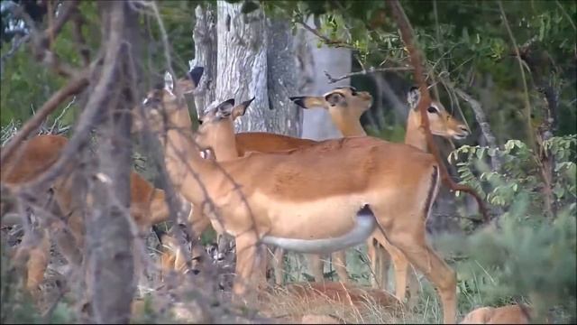 Антилопа импала. Impala Oryx. Africam - Cateye