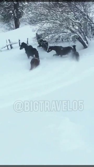 неожиданный снег в начале весны Дагестан смотреть онлайн