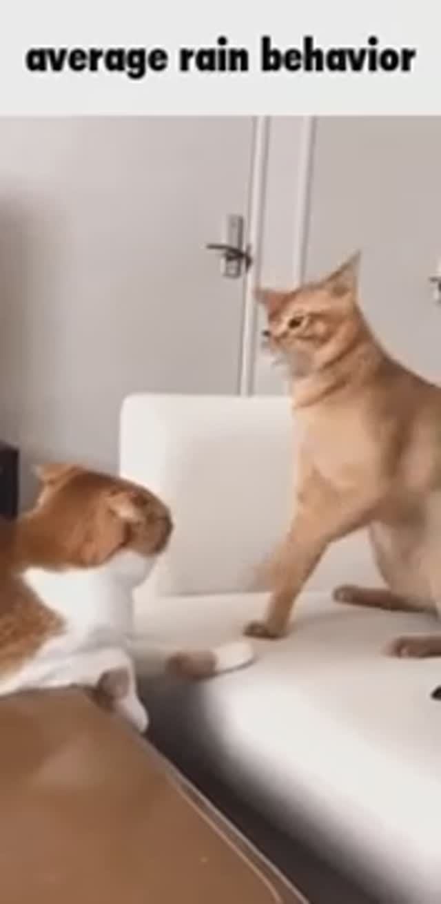 Angry Cat VS Sad Cat смотреть онлайн