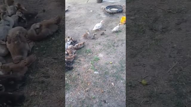 мускусные утки которых я завел в етом году смотреть онлайн