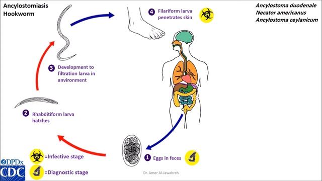 Hookworm life cycle смотреть онлайн