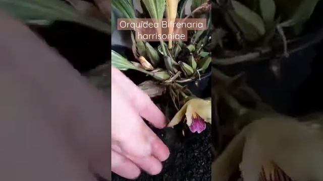 Orquídea Bifrenaria harrisoniae nativa do Brasil смотреть онлайн