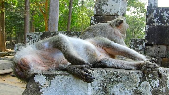 So Good.! Oldest monkey Lucy comfort and takes Tima monkey смотреть онлайн