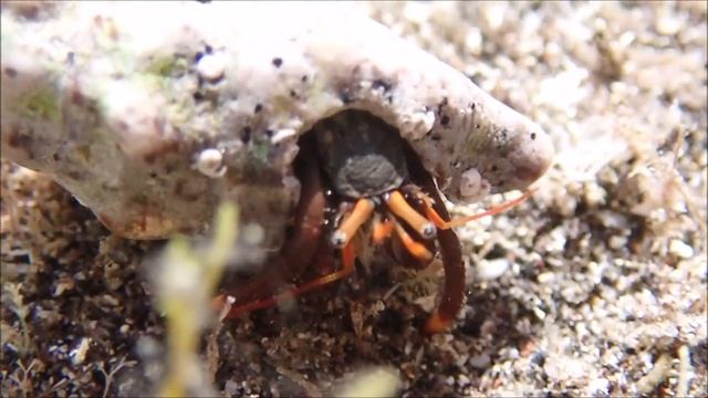 Clibanarius aequabilis смотреть онлайн