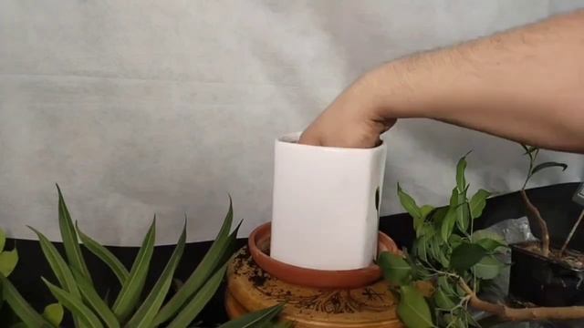 √1 воздушная отводка 2 фикус Бенджамина