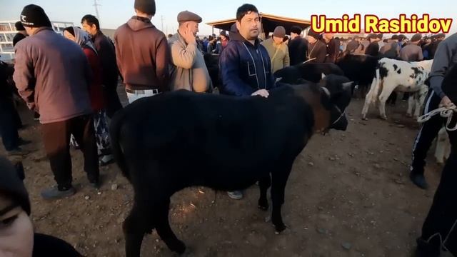 SURXONDARYO QIZIRIQ JAXON MOLBOZORI BOQMA BUQALAR 2022.27.11