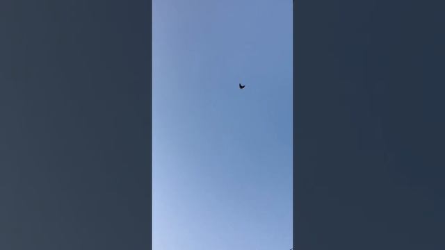 Николаевские голуби . Андрей Одесса смотреть онлайн