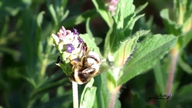 Abeja polinizando un cantueso смотреть онлайн