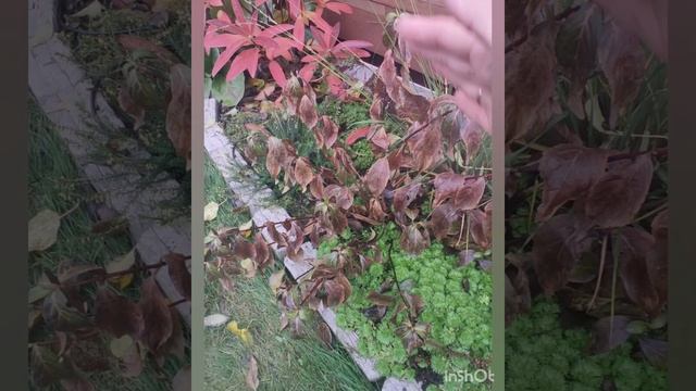 Где растёт и зимует Сбежавшая Невеста? Грядка с кислолюбивыми растениями.