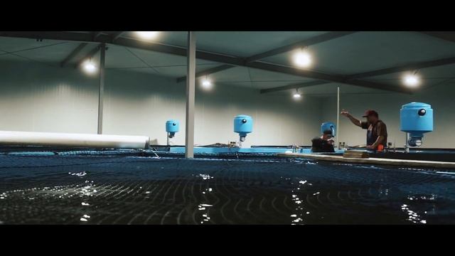 Huon's 2015 Salmon Caviar Season - Uniquely Tasmanian смотреть онлайн
