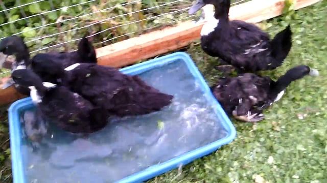 Утки (19 июля 2017 г.) смотреть онлайн