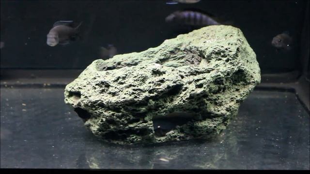 Metriaclima sp. Elongatus Linganjala смотреть онлайн