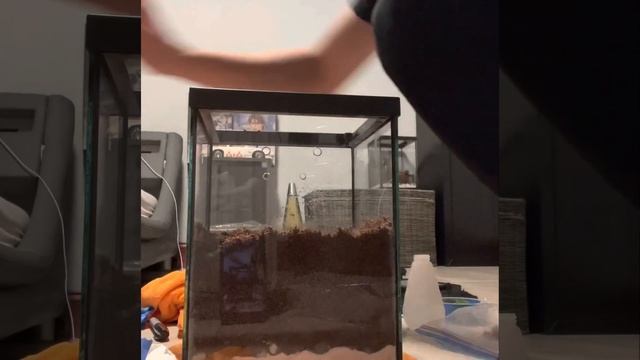 Chilobrachys sp. Electric Blue rehousing (F. Juvenile) смотреть онлайн