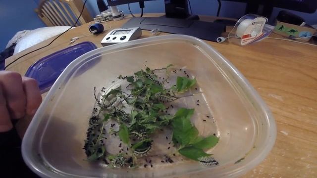 Catterpiller update смотреть онлайн