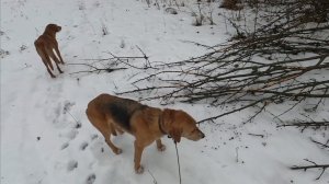 ОХОТА С ГОНЧИМИ НА ЗАЙЦА И ЛИСУ В ДОЖДЬ И СЛЯКОТЬ В ЯНВАРЕ! ХИТРАЯ ЛИСА!