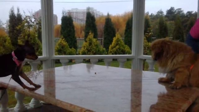 Мелодрамма про собак 2 серия!!!! смотреть онлайн