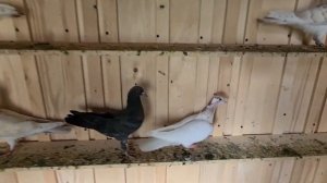 Первый выводок 2024 г. | Бакинские мраморные бойные голуби | Baku high-flying pigeons