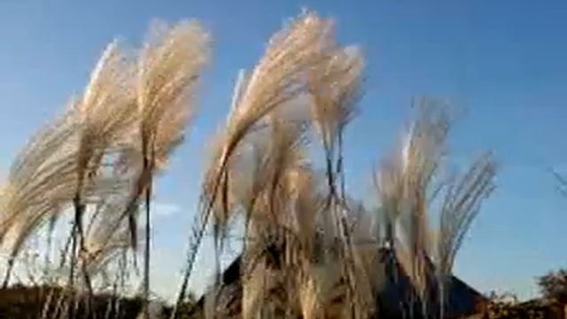 Miskantus смотреть онлайн