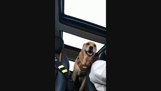 American Dingo fun ride in real life Mario Kart, JURASSIC PARK [Carolina Dog Music Video] смотреть онлайн