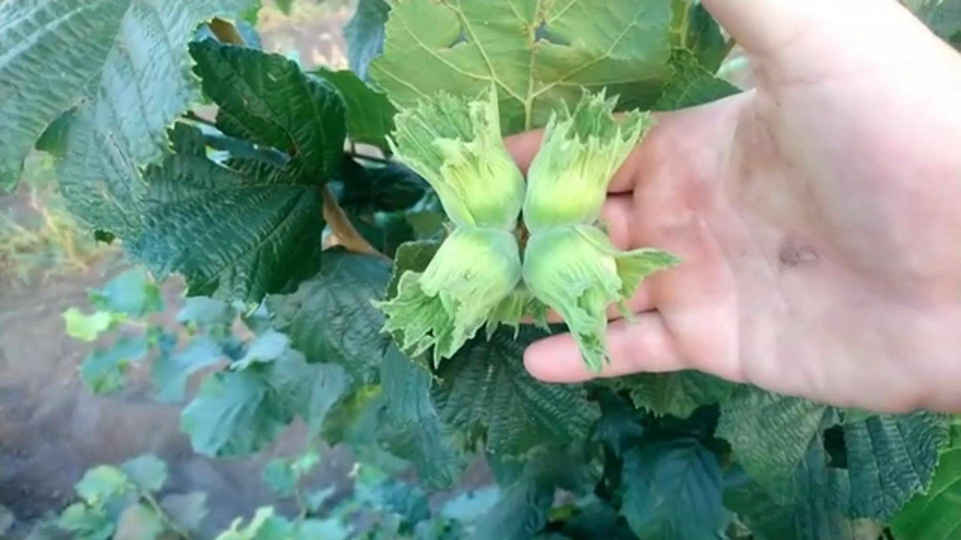 Фундук Ломбардский орех. Крупный Морозостойкий