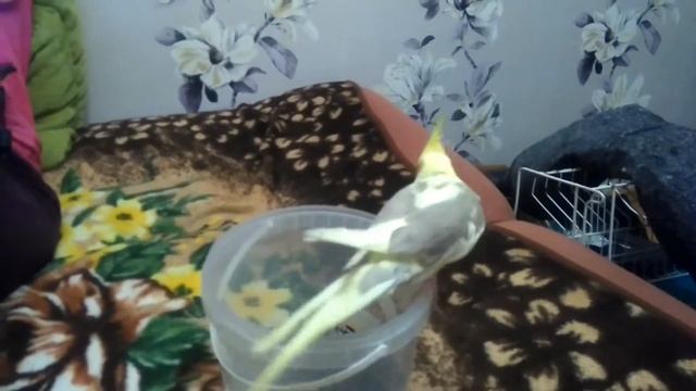 Птичье счастье. смотреть онлайн