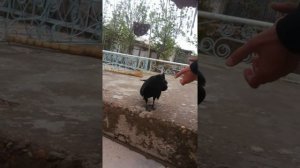 Говорящий ворон гоша