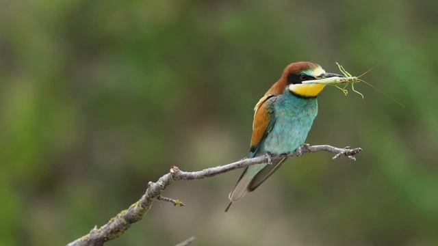 Золотистая щурка потребляет саранчу - European bee-eater with grasshopper смотреть онлайн