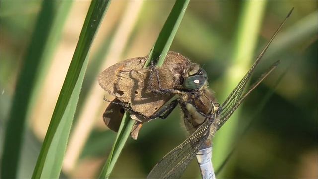 Dragonfly eating a Butterfly. смотреть онлайн