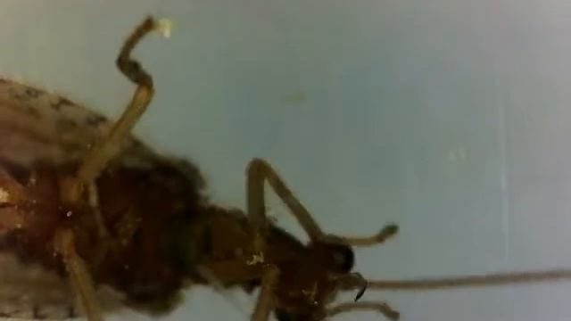 Brown Lacewing смотреть онлайн