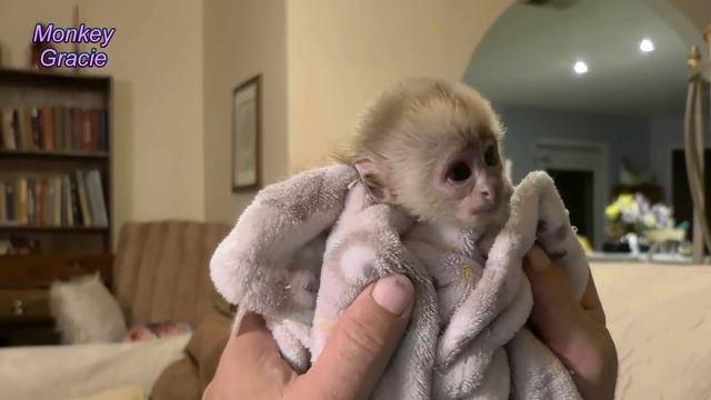 Baby Monkey Drinking Bottle and Talking! (So Cute) 😍 смотреть онлайн