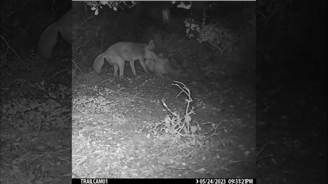 Coyote Kills A Cat смотреть онлайн