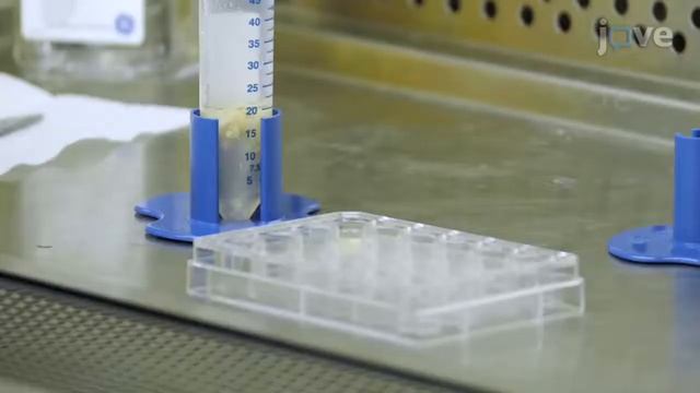 Human 3D Extracellular Matrix-Adipocyte Culture Model l Protocol Preview смотреть онлайн