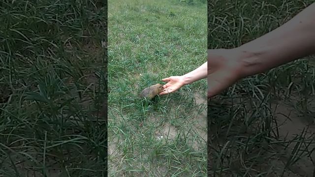 Ух ты, кормим суслика, 2 - я серия смотреть онлайн