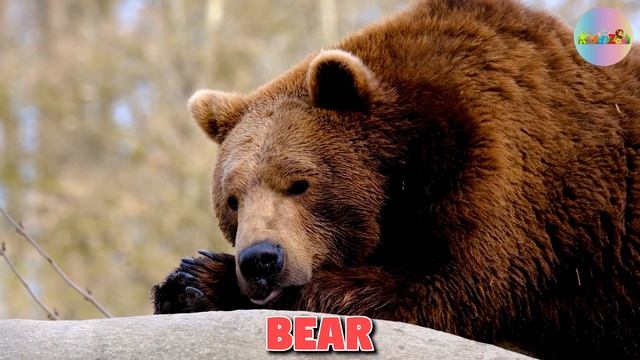 TOP 20 MOST DANGEROUS ANIMALS - NAMES AND SOUNDS FOR KIDS LEARNING