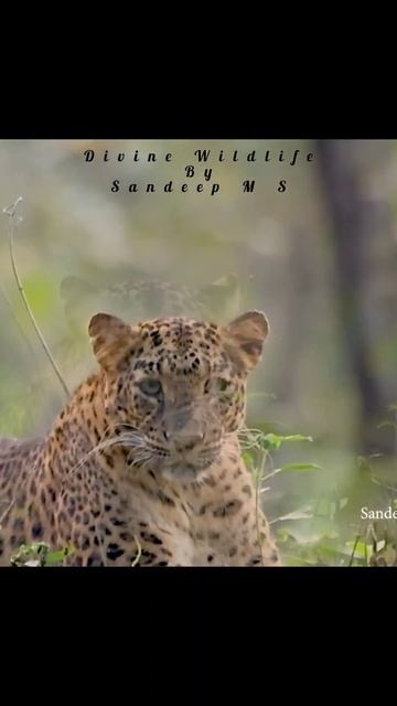 Leopard from Bhadra Tiger Reserve. #wildlife #nature #leopard #photography смотреть онлайн