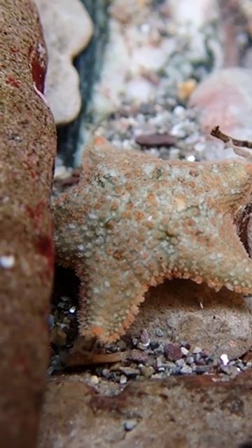 Starfish Walking! ⭐️🐟 #shorts #starfish #fish #walking #sealife #seaanimals #ocean #viral #explore смотреть онлайн