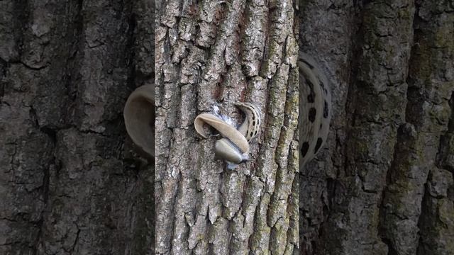 Zwarte Aardslak Limax cinereoniger voortplanting смотреть онлайн