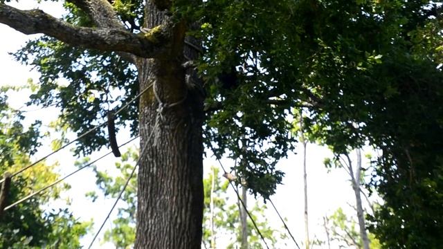 VALLÉE DES SINGES Juin 2014 смотреть онлайн