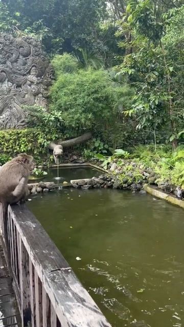 Monkey forest in Ubud #monkey #bali #sunrise смотреть онлайн