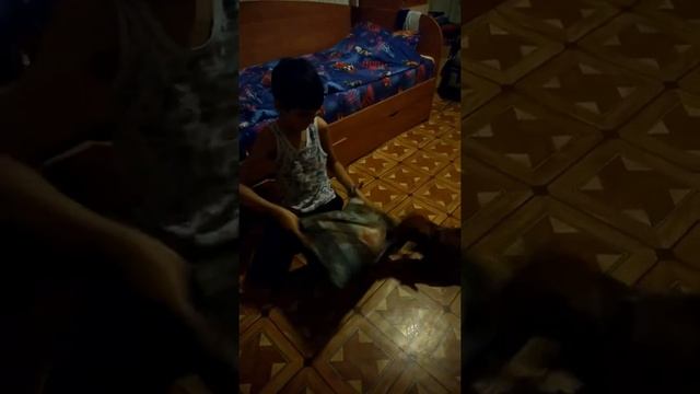 Пес и его подушка смотреть онлайн