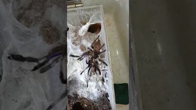 Chilobrachys sp electric blue breeding (angle 1) смотреть онлайн